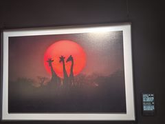 -罗红摄影艺术馆