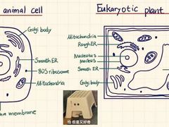 -JT PREP国际学科课程·IB·AP·Alevel(陆家嘴校区)