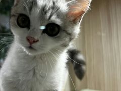 -屋虎猫馆(宝安大仟里店)