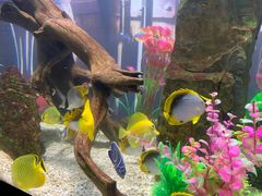 -烟台海昌鲸鲨海洋公园