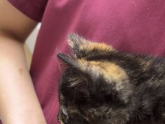 -安安宠医宠物医院·异宠·犬猫内科(岳阳分院)