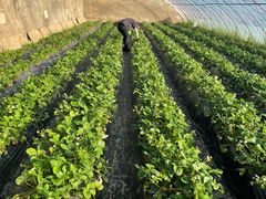 -昌平兴寿秀秀草莓采摘园