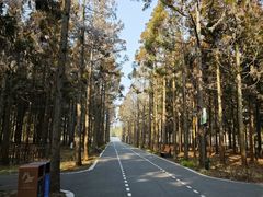 -东平国家森林公园
