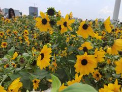 -海心沙亚运公园