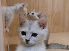 -屋虎猫馆(宝安大仟里店)