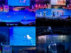 -海合安武汉极地海洋公园
