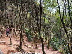 -阳台山森林公园
