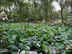 -荷塘月色湿地公园·向阳花洲