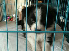 -翊宠yipet猫狗购宠庄园犬舍•猫舍