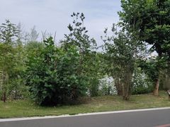 -杨柳河(地铁站)