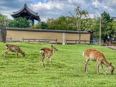 -奈良公园