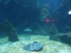 -暹罗海洋世界