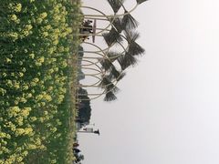 -空港花田景区