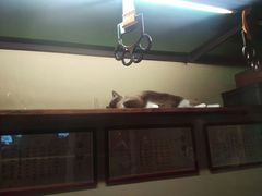 -猫咪博物馆(顶澳仔猫街店)