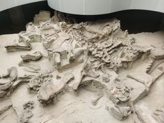 -自贡恐龙博物馆