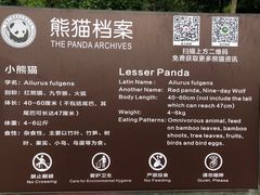 -都江堰中华大熊猫苑