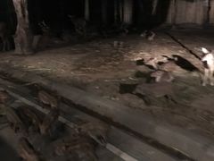 -清迈夜间动物园