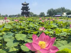 -白洋淀风景区