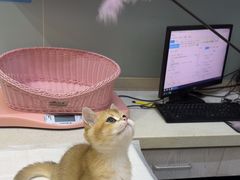 -纳吉亚猫专科动物医院·北北分院