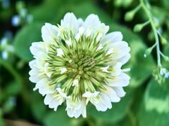 -傣妹火锅(四川北路店)