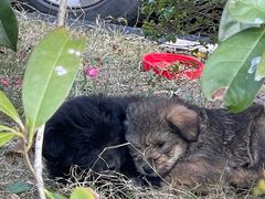 -瑞鹏宠物医院犬猫全科(真大分院)