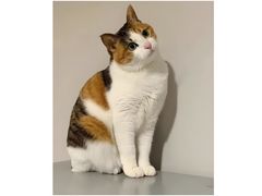 -翊宠yipet猫狗购宠庄园犬舍•猫舍