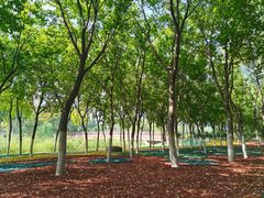 -大兴滨河森林公园