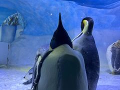 -海合安成都极地海洋公园