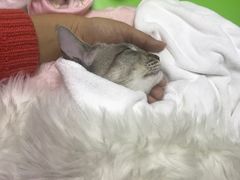 -德元·美联众合24小时动物医院(总院)