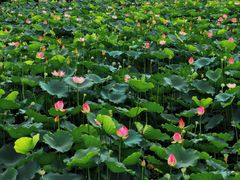 -荔湾湖公园