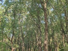 -昆山城市生态森林公园