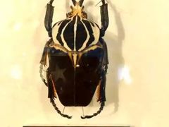 -上海昆虫博物馆