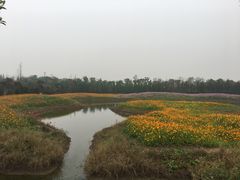 -上海长兴岛郊野公园