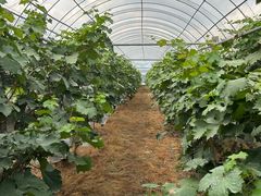 -马陆小张葡萄园农家乐