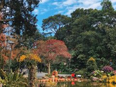 -深圳仙湖植物园