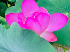 -石家庄市植物园