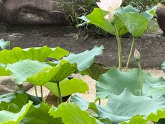 -广州神农草堂中医药博物馆