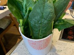 菠菜-密友回转自助火锅(世茂国际广场店)