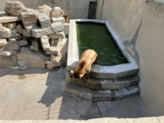 -保定市动物园