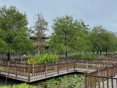 -五缘湾湿地公园