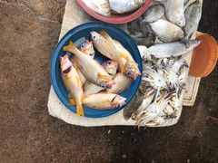 -尼甘布海鲜市场