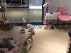 -momokira米努特·德文卷毛猫·棉花面纱犬
