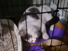 -乖乖乐动物医院(小汤山分院)