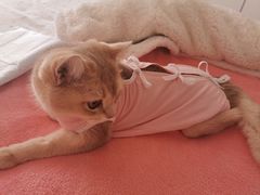 -纳吉亚猫专科动物医院·北北分院