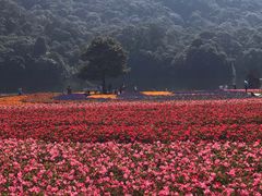 -广州市石门国家森林公园