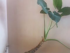 -泰澜·泰式古法按摩SPA(华泰广场店)