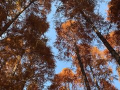 -黄海国家森林公园