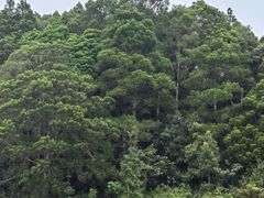 -海南热带雨林国家公园吊罗山景区