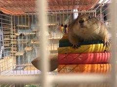 -钓仓鼠(洋桥北里小区店)
