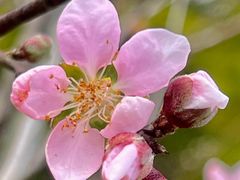 -深圳市中科院仙湖植物园